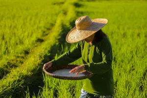 Rice Farmerat Sunset Wallpaper