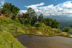 Rice Field In Sulawesi Wallpaper