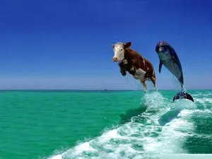 Ridiculous Swimming Cow Wallpaper