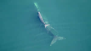 Right Whale Aerial View.jpg Wallpaper