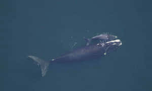 Right Whale Aerial View Wallpaper