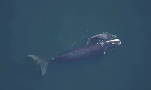Right Whale Aerial View Wallpaper