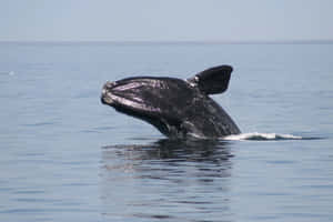 Right Whale Breaching Ocean Wallpaper