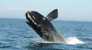 Right Whale Breaching Ocean Wallpaper