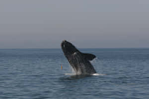 Right Whale Breaching Ocean Wallpaper