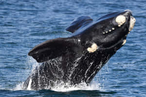 Right Whale Breaching Ocean Wallpaper