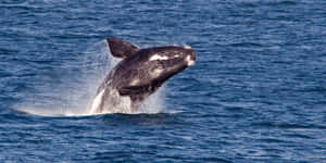 Right Whale Breachingin Blue Ocean Wallpaper