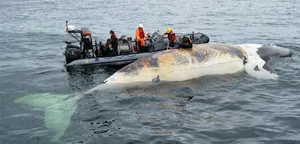 Right Whale Conservation Effort Wallpaper