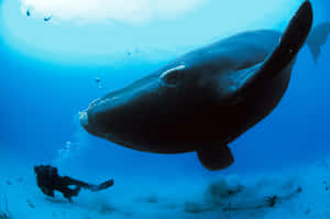 Right Whale Encounter Diver Underwater Wallpaper