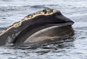 Right Whale Feeding Close Up Wallpaper