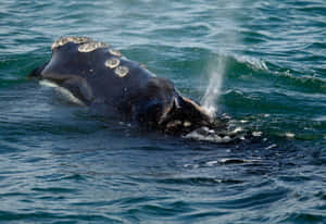 Right Whale Surfacing Wallpaper