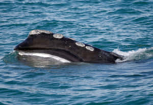 Right Whale Surfacing At Sea.jpg Wallpaper