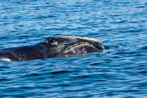 Right Whale Surfacing Blue Water.jpg Wallpaper