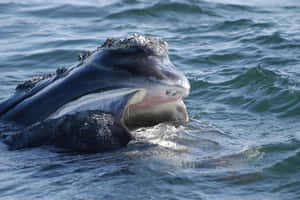 Right Whale Surfacing Wallpaper