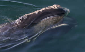 Right Whale Surfacing Wallpaper