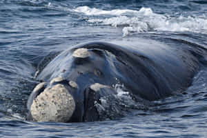 Right Whale Surfacing Wallpaper