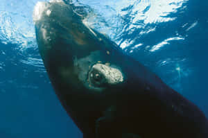 Right Whale Underwater Portrait Wallpaper