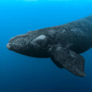 Right Whale Underwater Portrait Wallpaper