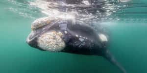 Right Whale Up Close Underwater.jpg Wallpaper