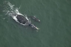 Right Whaleand Calf Aerial View Wallpaper