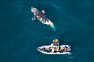 Right Whaleand Research Vessel Aerial View Wallpaper