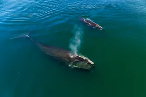 Right Whales Aerial View Wallpaper