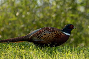 Ringnecked Pheasantin Grass Wallpaper