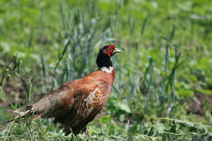 Ringnecked Pheasantin Grassland.jpg Wallpaper