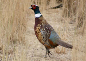 Ringnecked Pheasantin Grassland.jpg Wallpaper