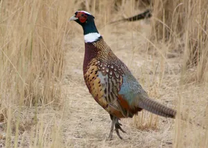 Ringnecked Pheasantin Grassland.jpg Wallpaper