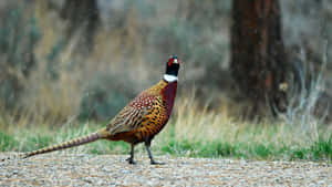 Ringnecked Pheasantin Rain Wallpaper