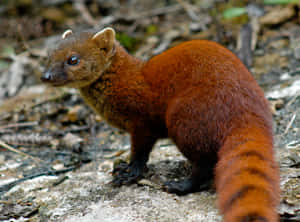 Ringtailed_ Mongoose_ In_ Natural_ Habitat.jpg Wallpaper