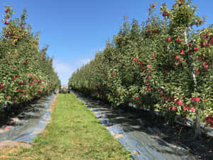 Ripe Apples Orchard Row Wallpaper