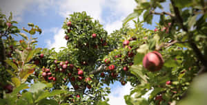 Ripe Apples Orchard Sky View Wallpaper