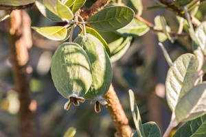 Ripe Feijoas On A Tree Wallpaper