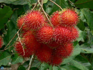 Ripe Fruit Of Pulasan Tree Wallpaper