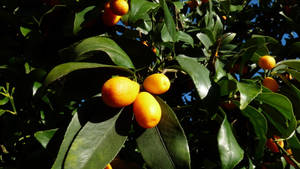 Ripe Kumquat Fruits Tree Close Up Wallpaper