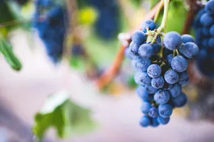Ripe Pinot Noir Purple Grapes Wallpaper
