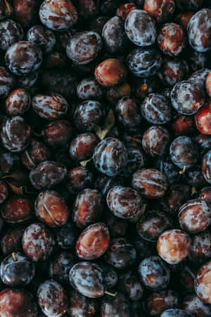 Ripening Italian Prune Plums In Vibrant Dark Red Wallpaper