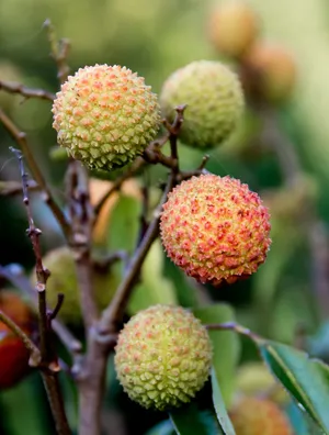 Ripening Of Pulasan Fruits Wallpaper