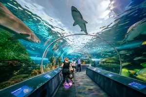 Ripleys Aquarium Shark Tunnel Experience Wallpaper
