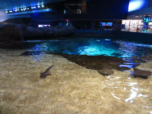 Ripleys Aquarium Stingray Exhibit Wallpaper