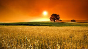 Rising Sun In Field Wallpaper