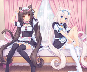 Risque Nekopara Maids Wallpaper