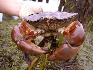Rock Crab Heldin Gloved Hand Wallpaper