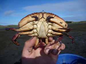 Rock Crab Heldin Hand Wallpaper