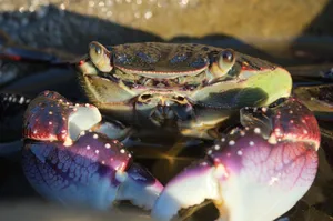 Rock Crab Sunlit Shoreline Wallpaper