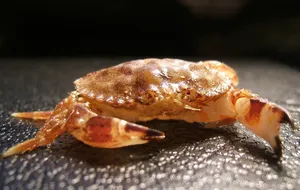 Rock Crab Sunlit Surface Wallpaper