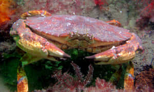 Rock Crab Underwater Camouflage Wallpaper