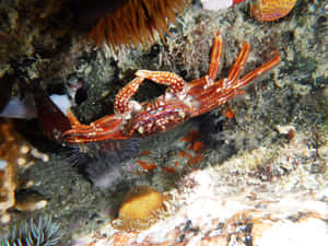 Rock Crab Underwater Habitat Wallpaper